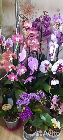 Орхидеи и лиственные в Калуге