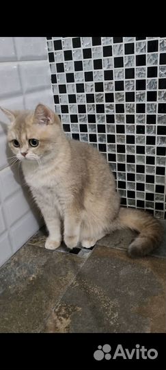 Голубая девочка