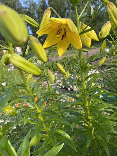 Участок 10 сот. (СНТ, ДНП)