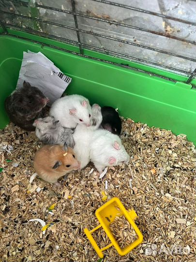 Сирийский хомяк бесплатно