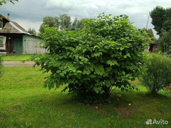 Сибирский бамбук