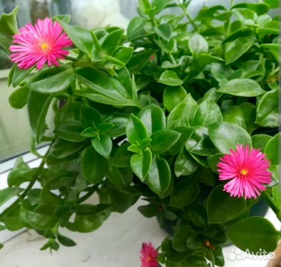 Традесканции, сингониум, сциндапсус, аптения