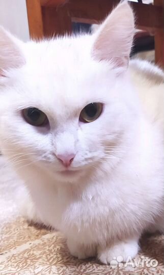 Кошка в дар бесплатно
