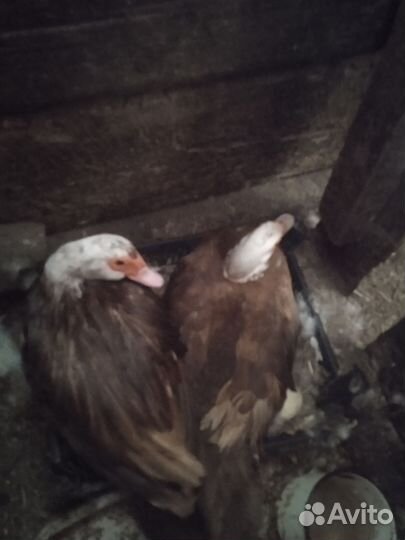 Индоутка мускусная утка