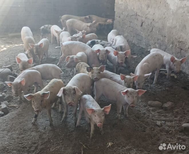 Поросята русская белая