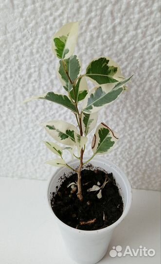 Фикусы разные