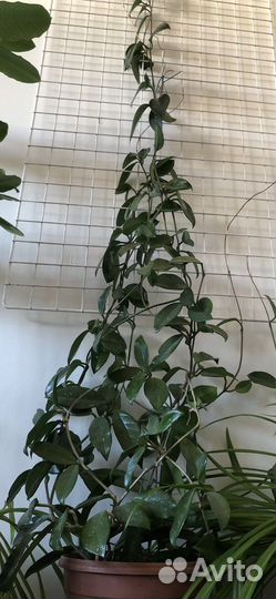 Хойя карноза