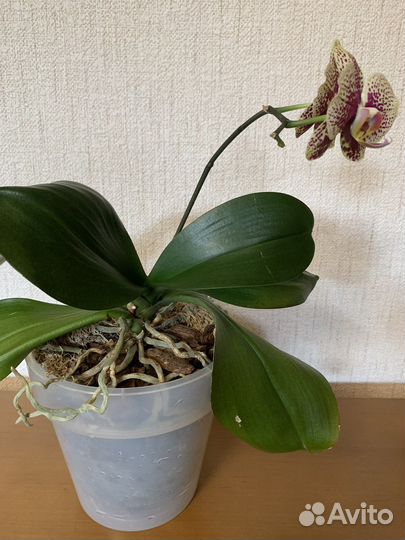 Орхидея фаленопсис Чармер