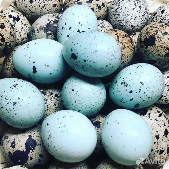 Яйца перепелиные
