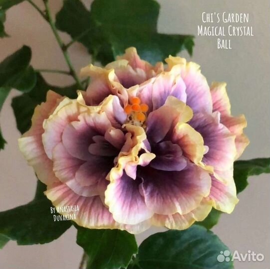 Срезы сортовых гибискусов