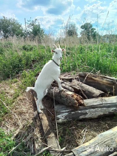 Коза