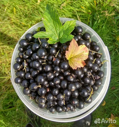 Смородина лесная