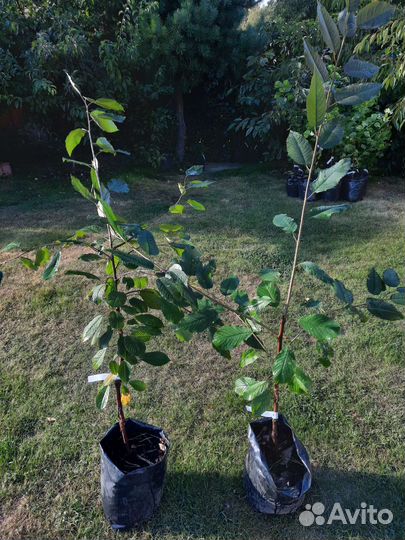 Черешня Ипуть саженцы