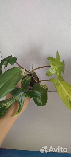 Филодендрон Маска вариегатная/Magic mask