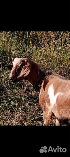 Нубийский козел