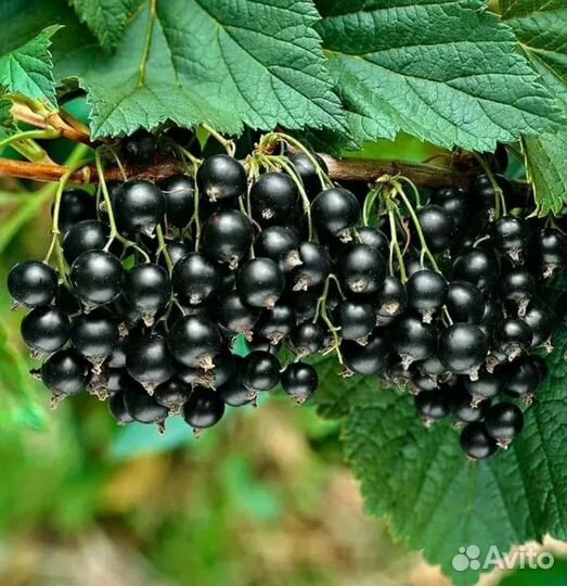 Черная смородина ягода свежая