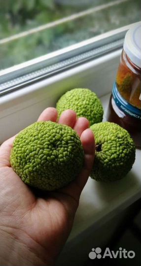 Маклюра