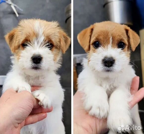 Груминг, стрижка собак и кошек / Экспресс линька