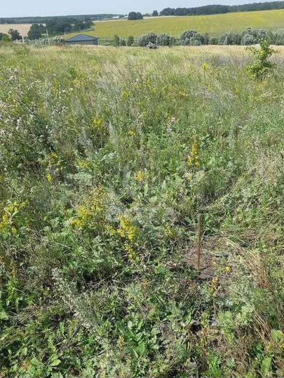 Участок 10 сот. (ИЖС)