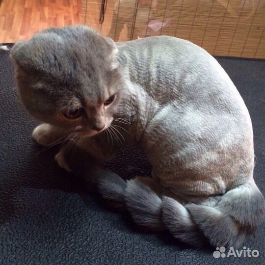 Машинка для стрижки животных аренда