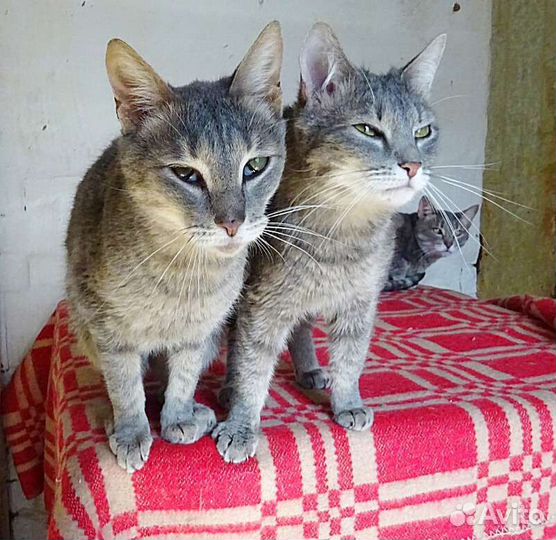 Четыре стерилизованных сестренки