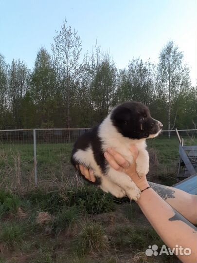 Русско европейская лайка