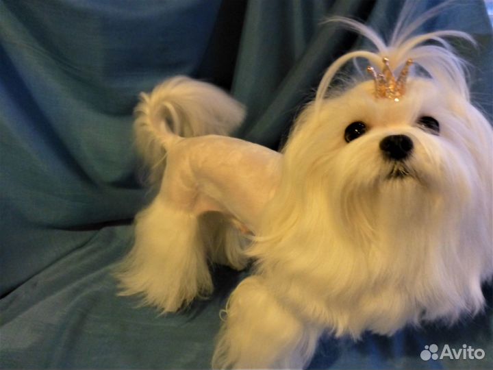 Кобели мальтезе - вязка