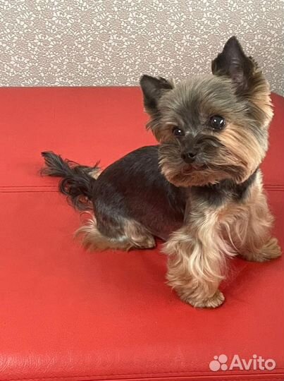 Стрижка животных на дому