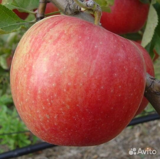 Яблоня Айдаред саженцы