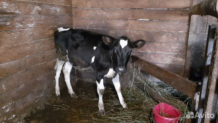 Коровы,телята