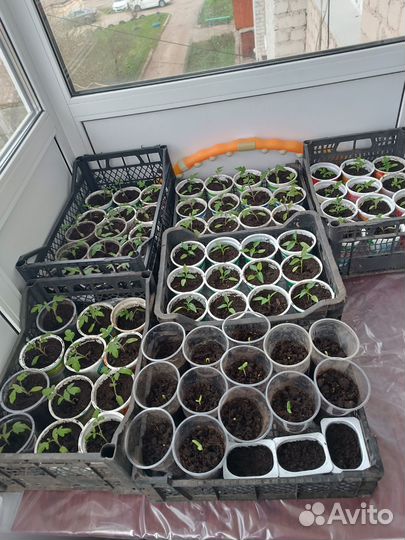 Рассада помидор
