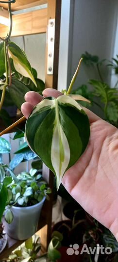 Филодендроны