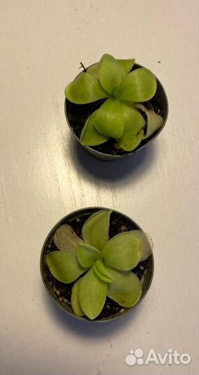 Жирянка Вессера (pinguicula wesser)