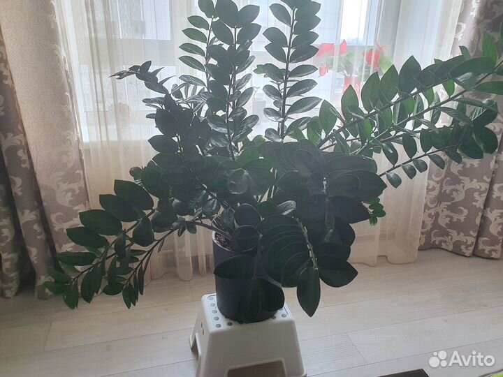 Цветок Замиокулькас для офиса