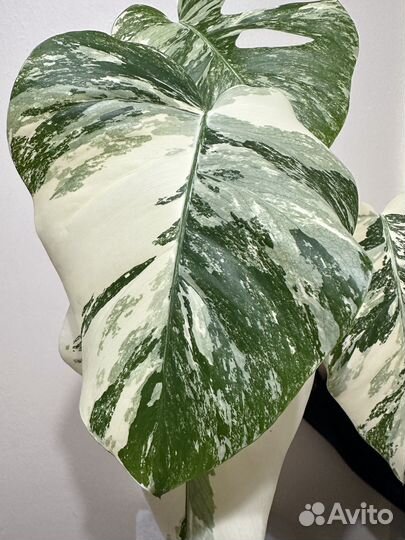 Монстера вариегатная alba