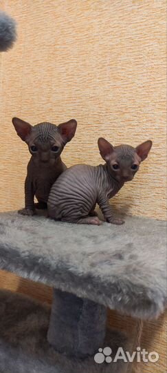 Канадский сфинкс