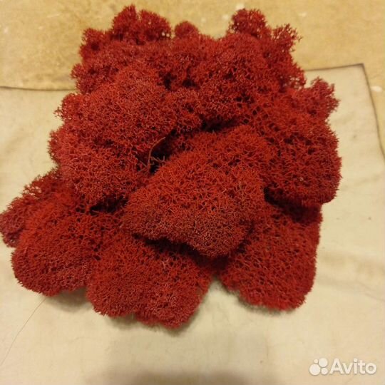 Мох стабилизированный