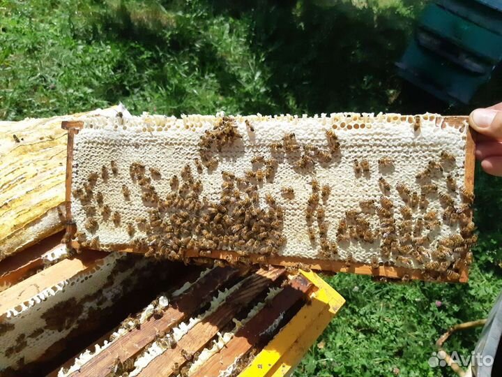 Мёд, забрус, продукты пчеловодства