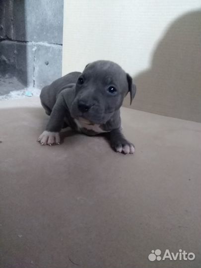 Щенки питбуля