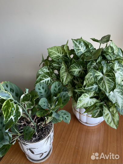 Комнатные растения цветы большие и маленькие