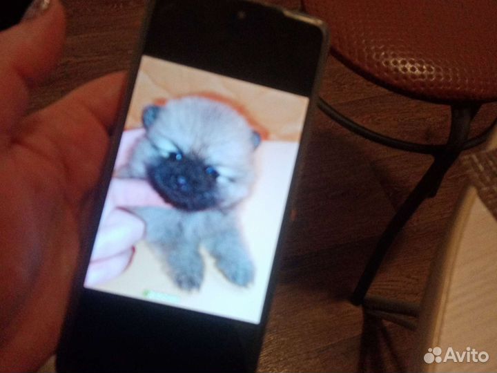 Шпицы померанцы