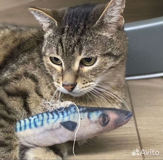 Кот в добрые руки
