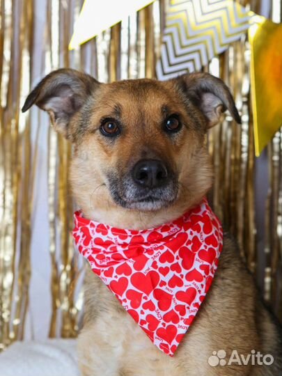 Собаку вернули в приют после 3 лет дома