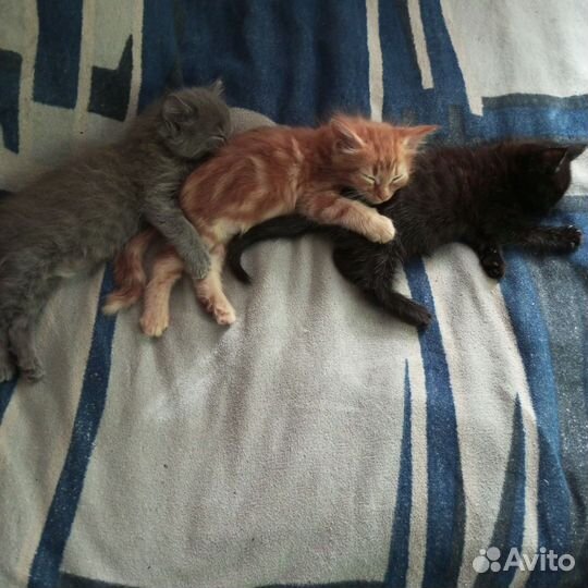 Кошки в добрые руки