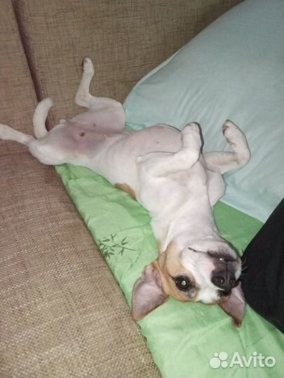 Вязка Джек Рассел(Ищем мальчика)