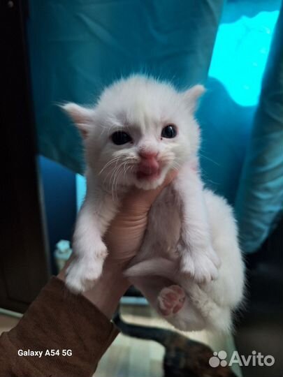 Котята отдам бесплатно