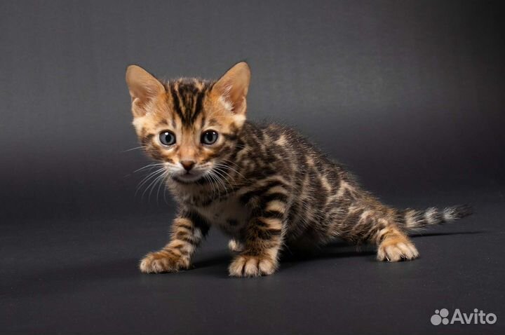 Бенгальские котята, мальчики