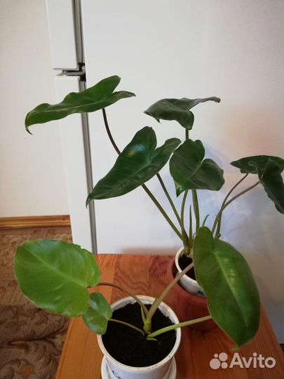 Филодендрон бурле маркс