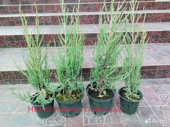 Можжевельник скальный, сорт Мунглоу