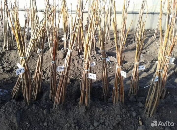 Саженцы черешни